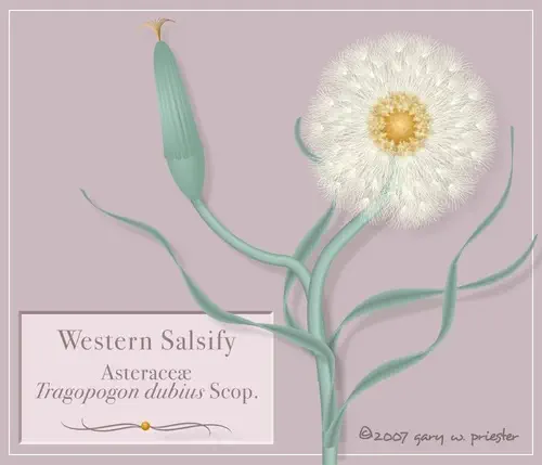 Western Salsify ©2007 Gary W. Priester - All rights reserved